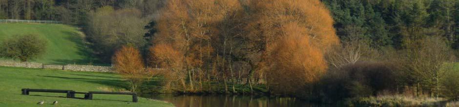 Pond near to Mickley