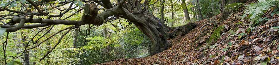 Beech Tree Hackfall